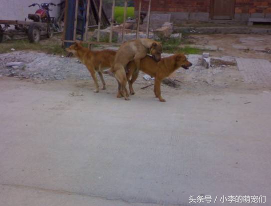 宠物知识学习,宠物狗知识全集