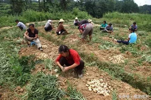 地栽百合花种球会自己繁殖吗,百合花的栽培视频