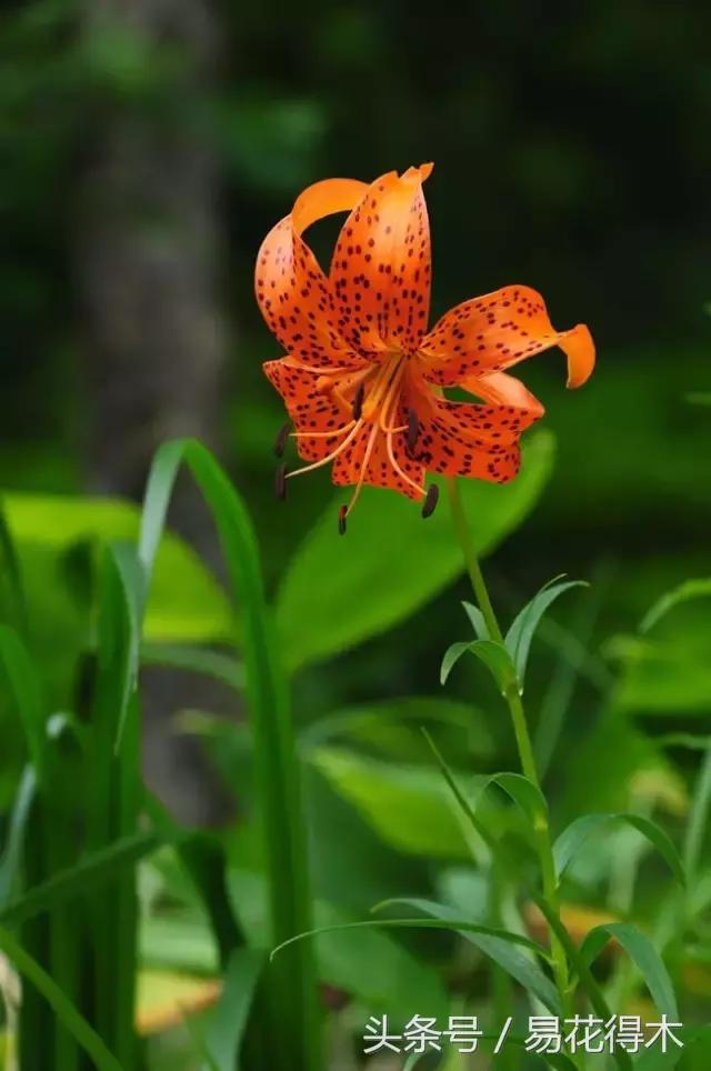 地栽百合花种球会自己繁殖吗,百合花的栽培视频