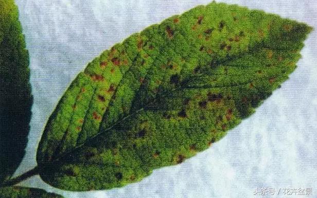 蚧壳虫蚜虫红蜘蛛给什么药,蚜虫红蜘蛛白粉虱用什么药