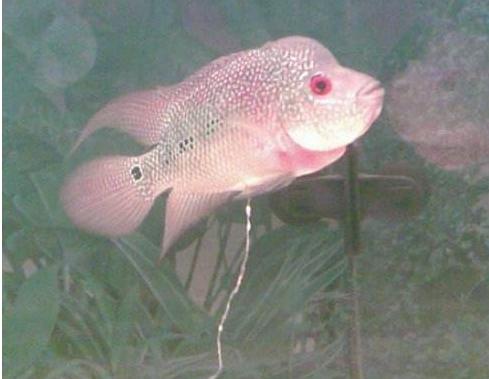 常见鱼病症状及治疗方法,锦鲤常见鱼病鉴别与防治