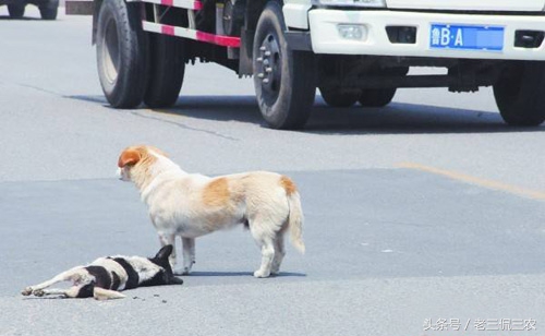 家里的狗突然没了什么寓意,如果自己家的狗不见了怎么办