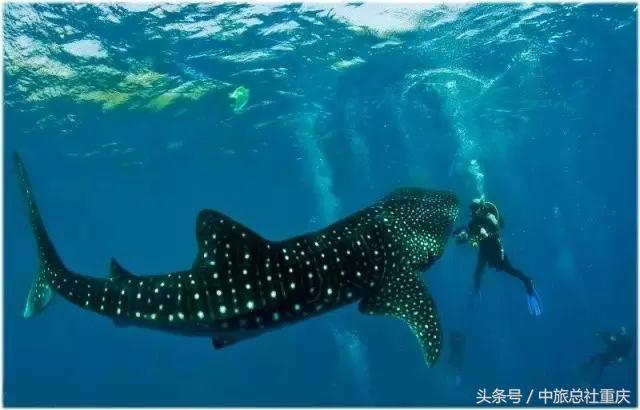 宿务旅游跟团七日游,宿务旅行攻略