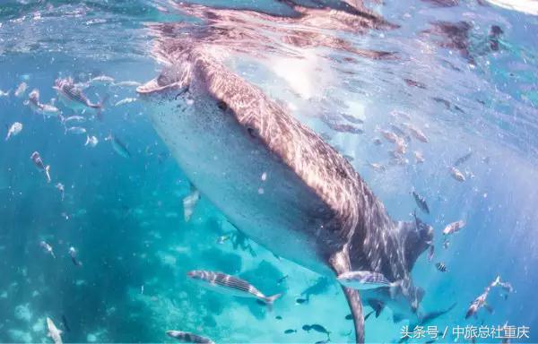 宿务旅游跟团七日游,宿务旅行攻略