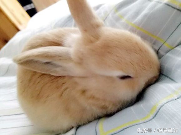 兔子感冒症状治疗方法,兔子感冒了后头歪怎么办