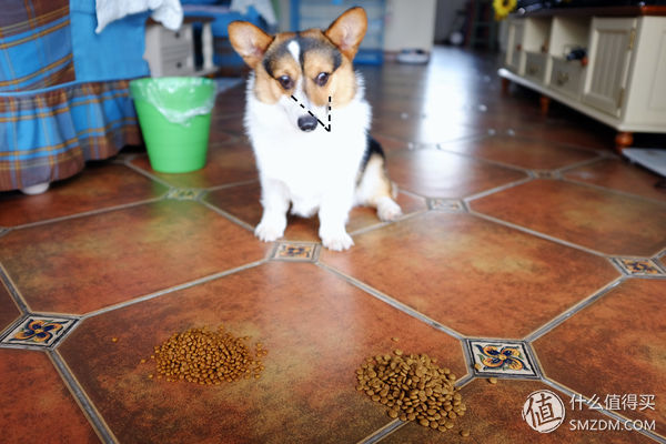 目测托米你要火！丝倍亮成犬全价托米亲吃评测以及托米的成长史