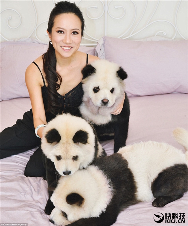 网红松狮熊猫,松狮熊猫造型是染的吗