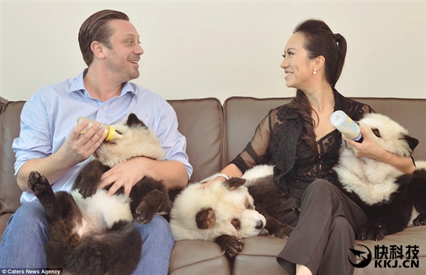 网红松狮熊猫,松狮熊猫造型是染的吗