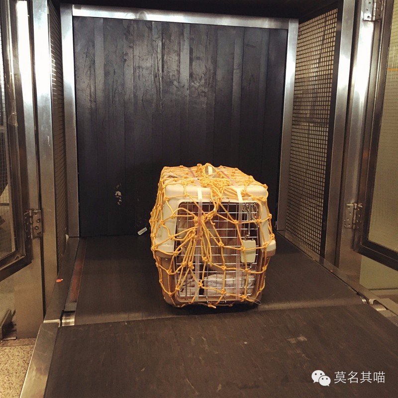 猫咪机场托运手续在哪里办,猫咪托运飞机得提前多久到机场