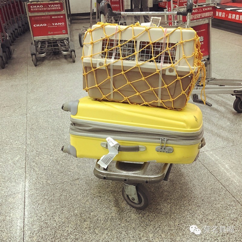 猫咪机场托运手续在哪里办,猫咪托运飞机得提前多久到机场