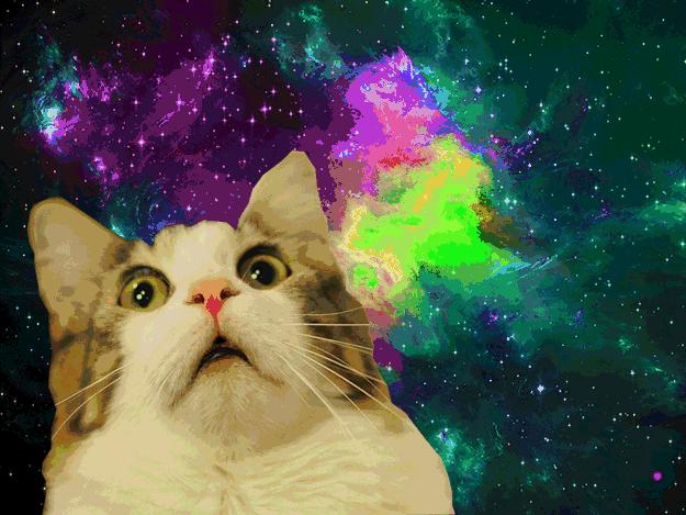 猫咪机场托运手续在哪里办,猫咪托运飞机得提前多久到机场