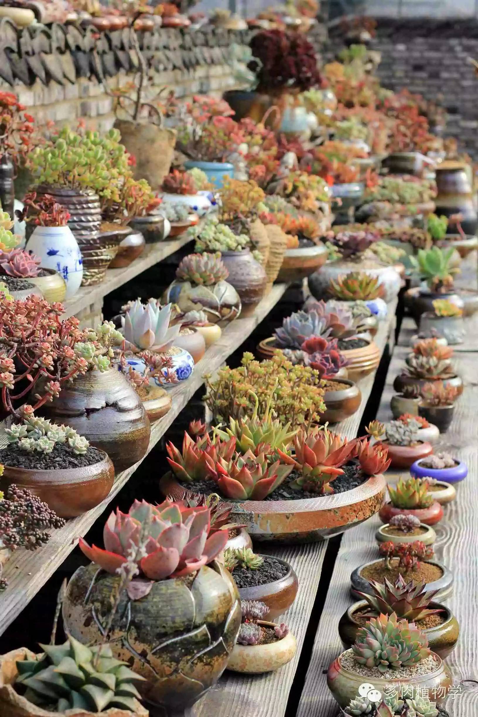 去景天韵开眼界,多肉让人浮想联翩