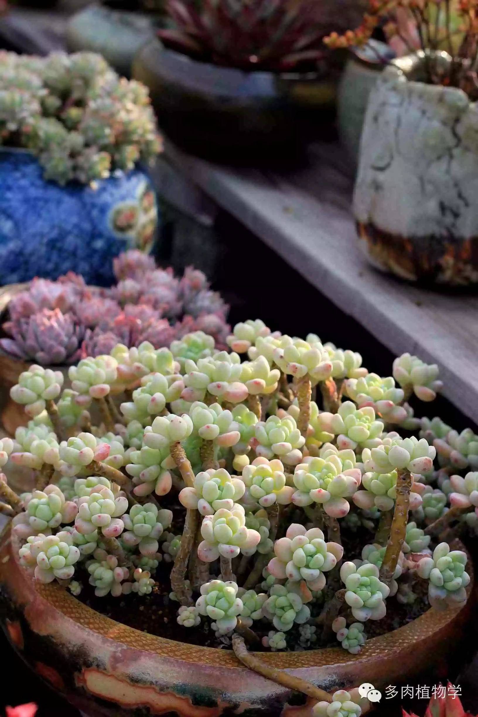 去景天韵开眼界,多肉让人浮想联翩