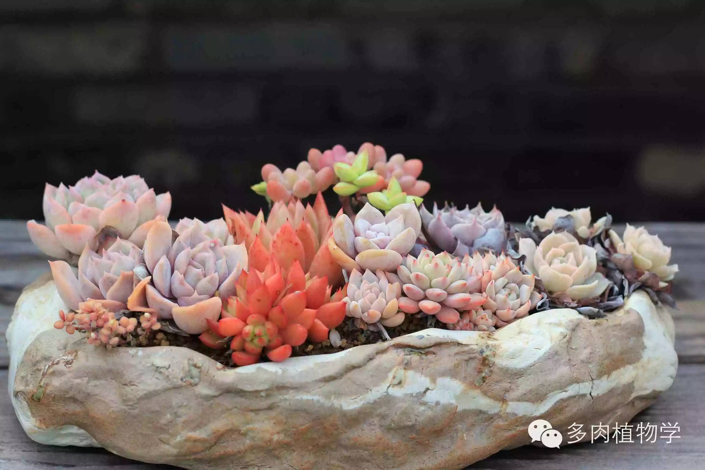 去景天韵开眼界,多肉让人浮想联翩