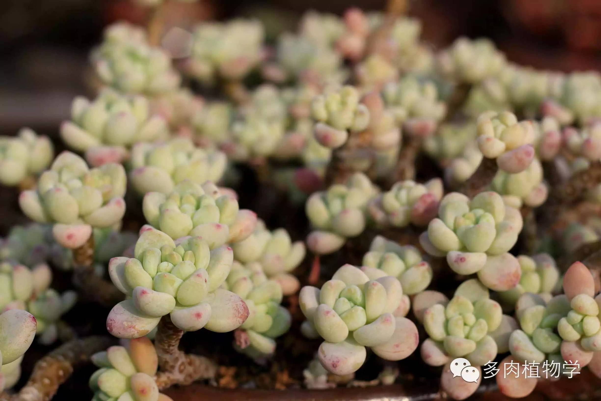 去景天韵开眼界,多肉让人浮想联翩