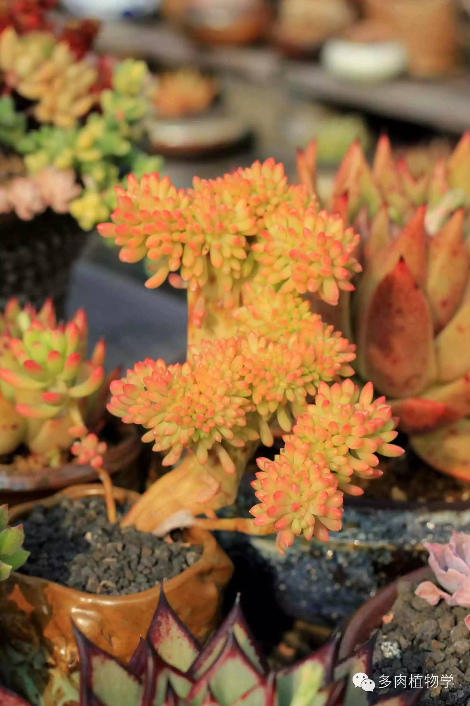 去景天韵开眼界,多肉让人浮想联翩