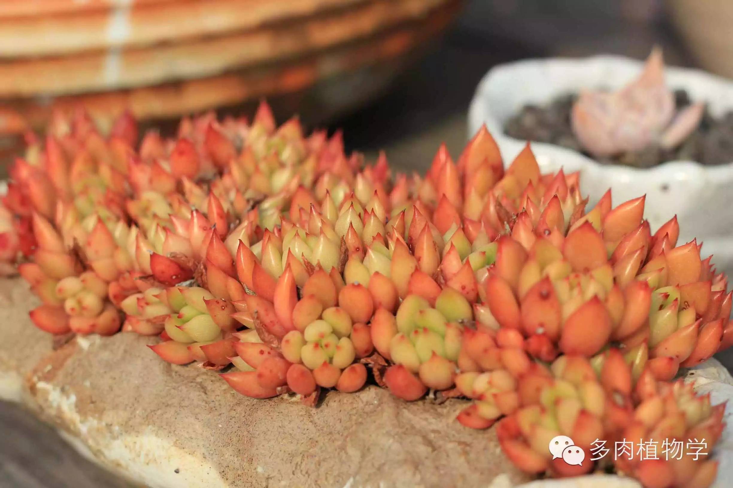 去景天韵开眼界,多肉让人浮想联翩