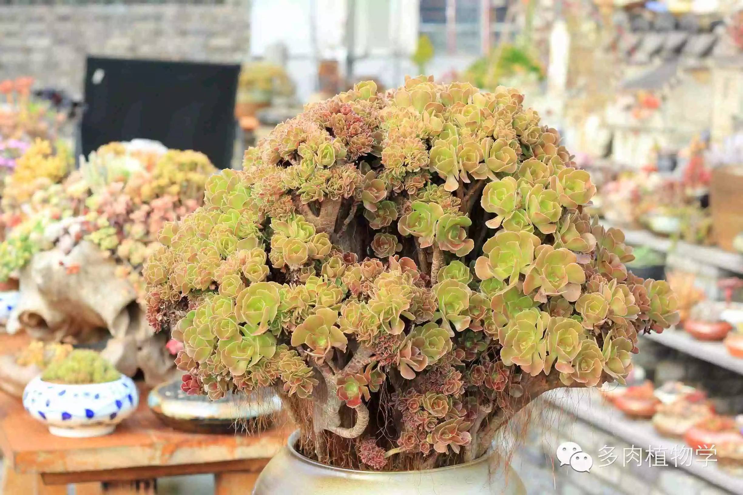 去景天韵开眼界,多肉让人浮想联翩