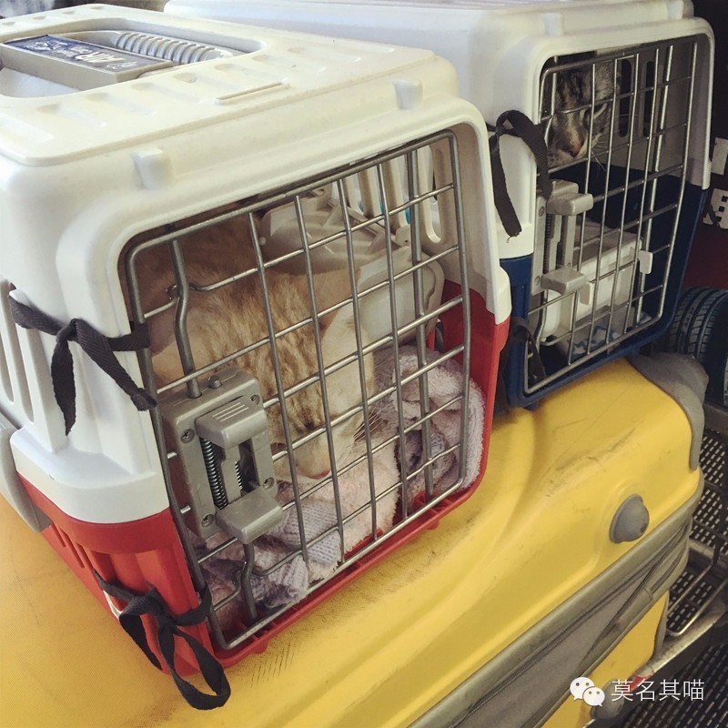 猫咪机场托运手续在哪里办,猫咪托运飞机得提前多久到机场