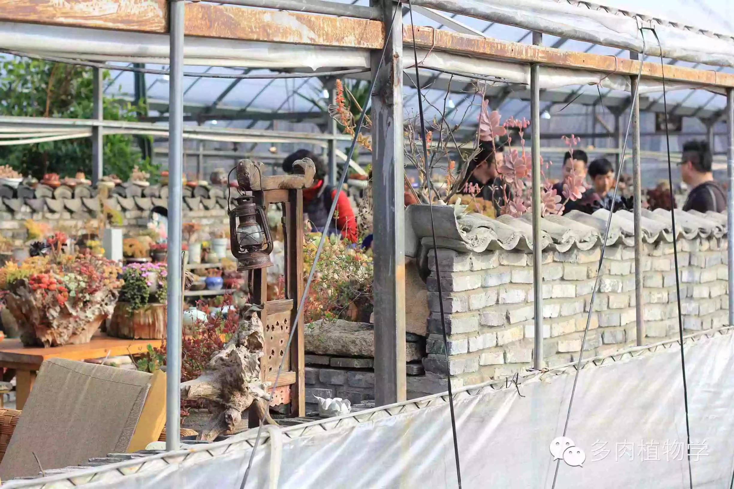 去景天韵开眼界,多肉让人浮想联翩