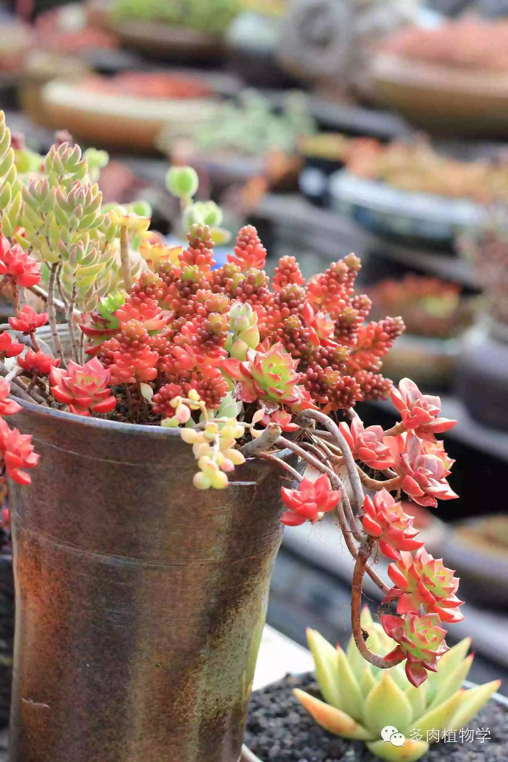 去景天韵开眼界,多肉让人浮想联翩