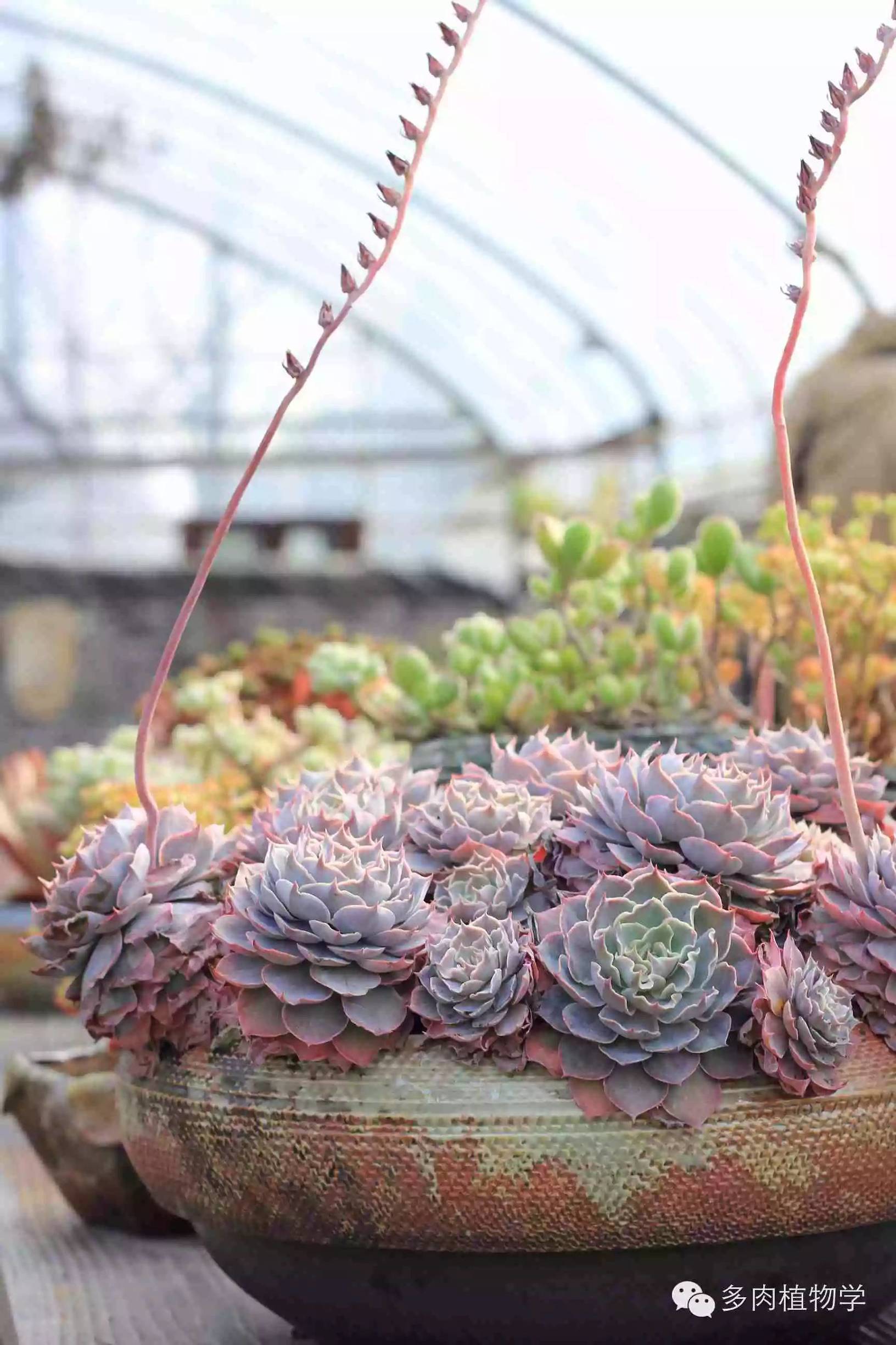 去景天韵开眼界,多肉让人浮想联翩