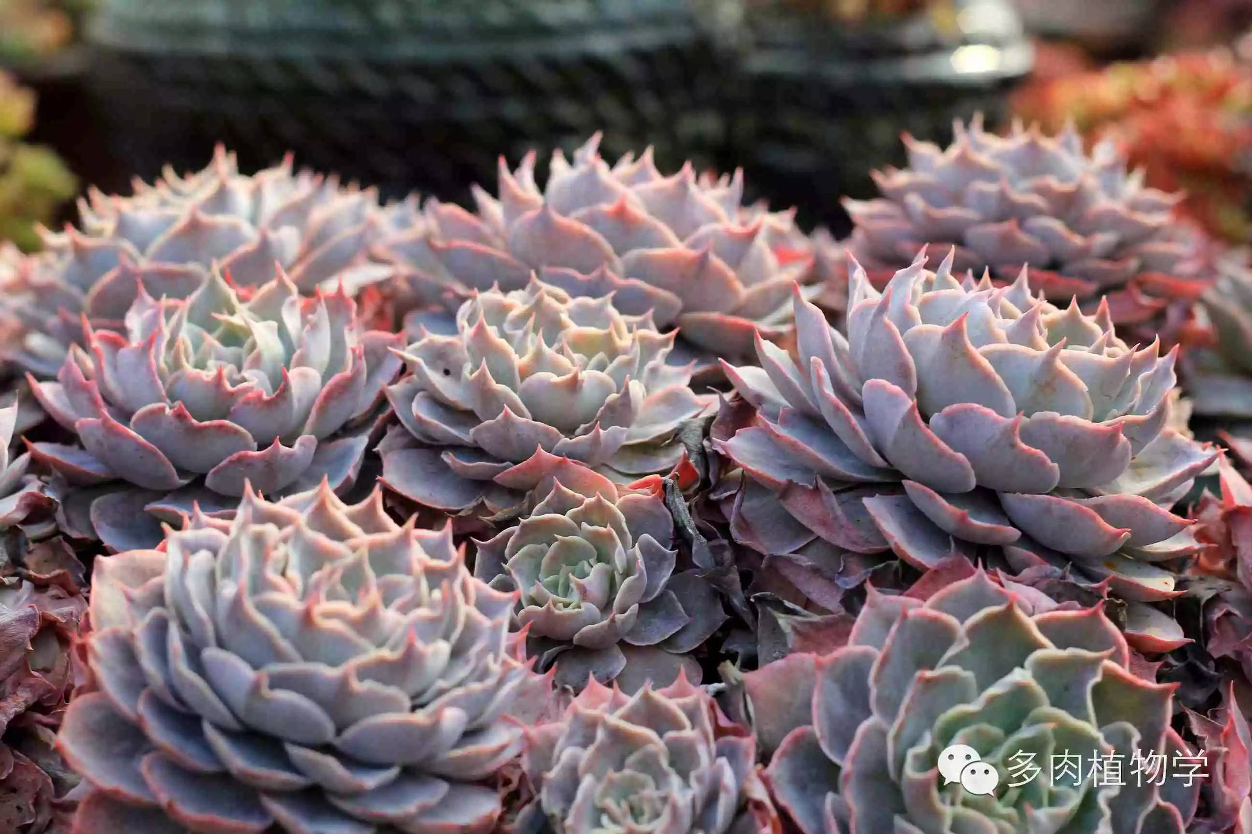 去景天韵开眼界,多肉让人浮想联翩