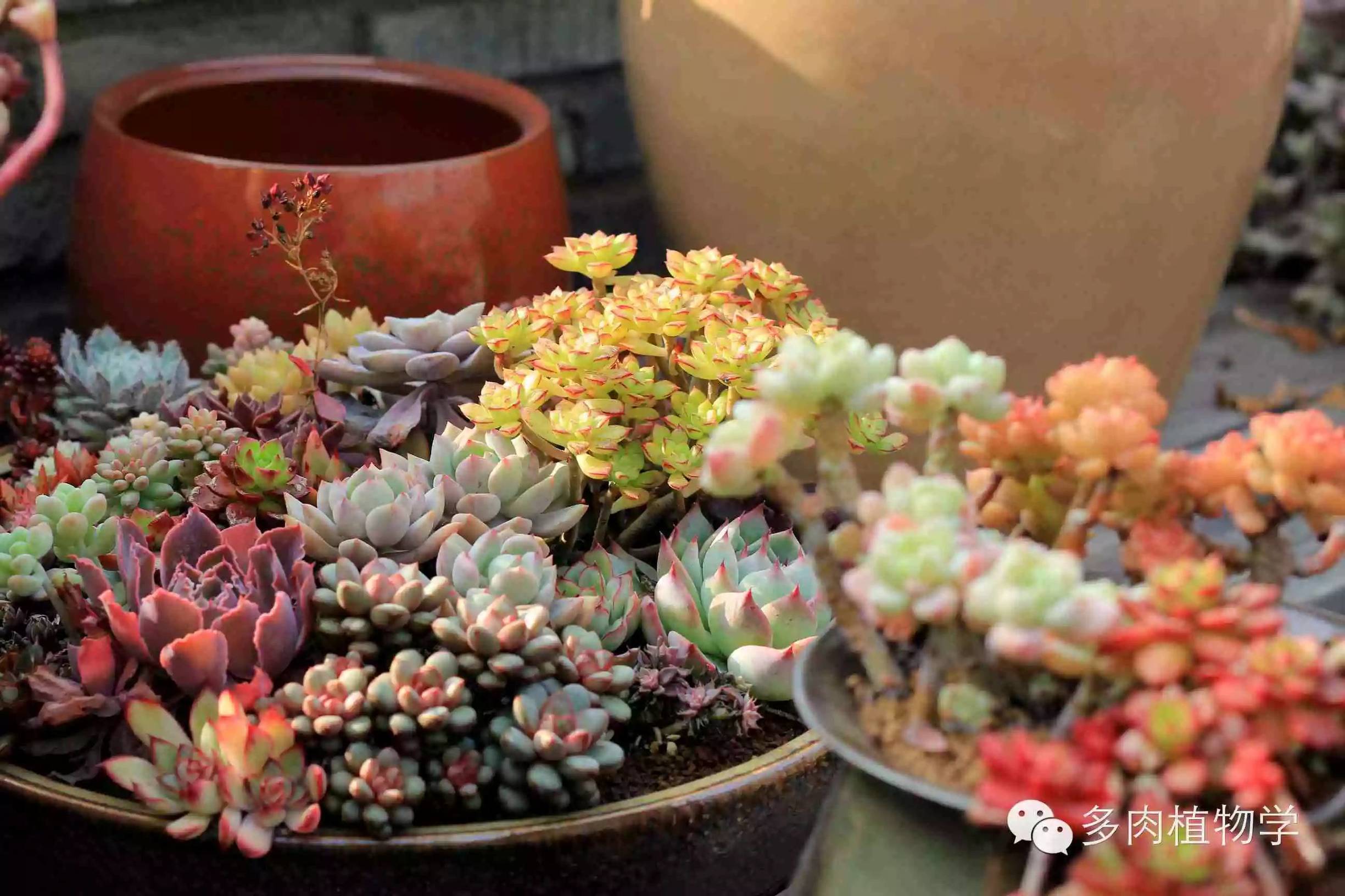去景天韵开眼界,多肉让人浮想联翩