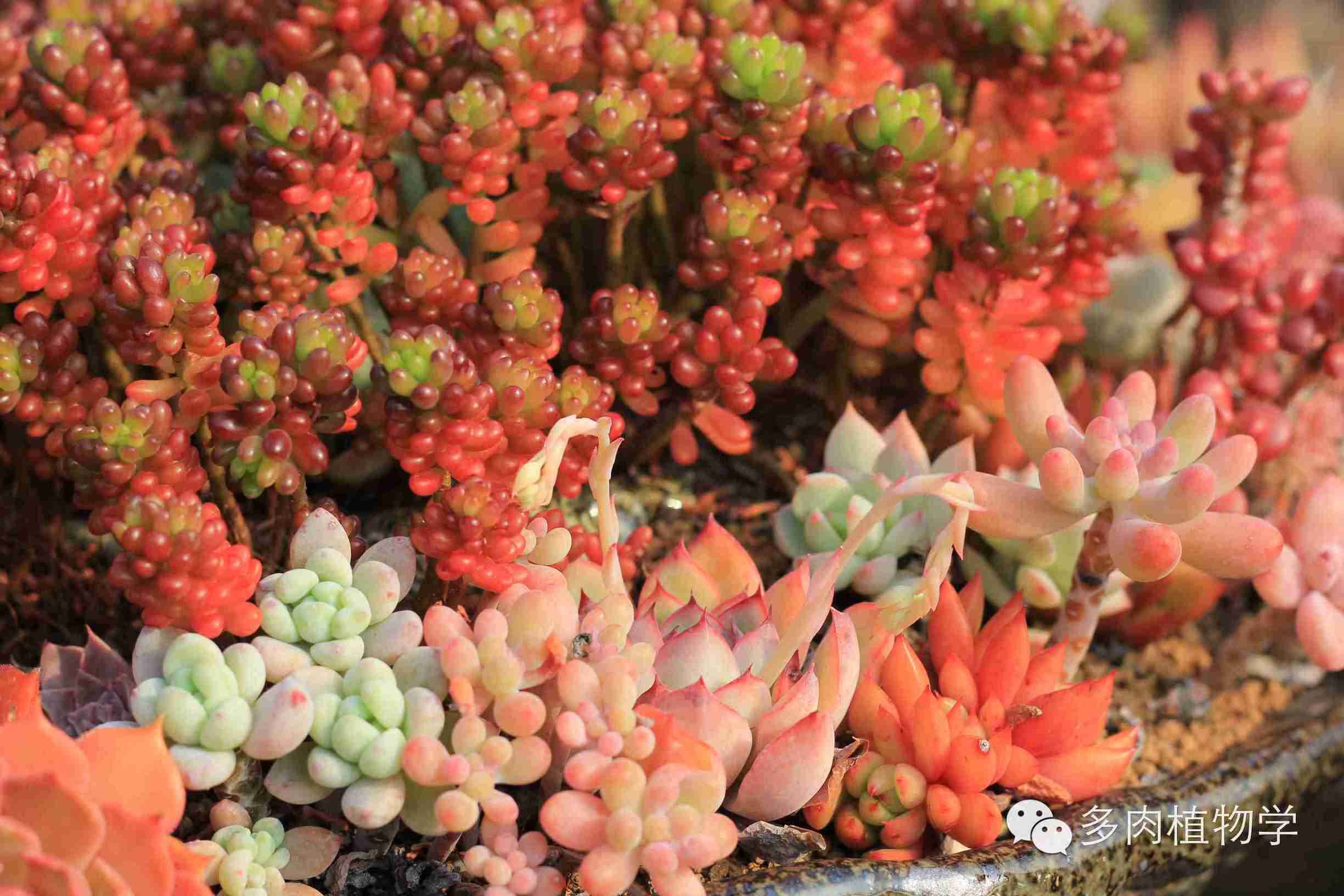 去景天韵开眼界,多肉让人浮想联翩
