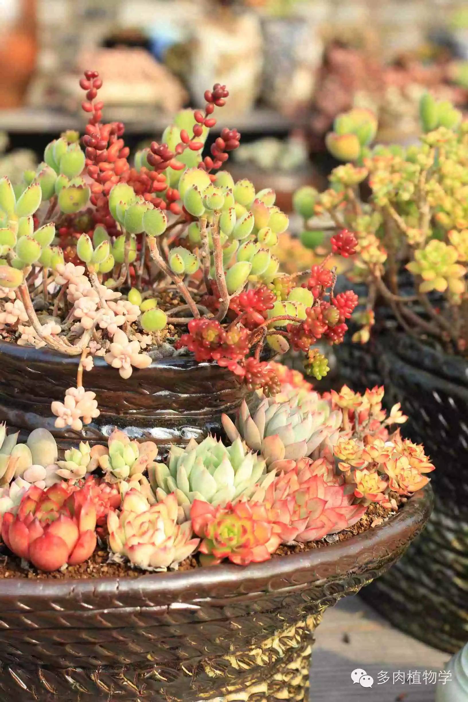 去景天韵开眼界,多肉让人浮想联翩