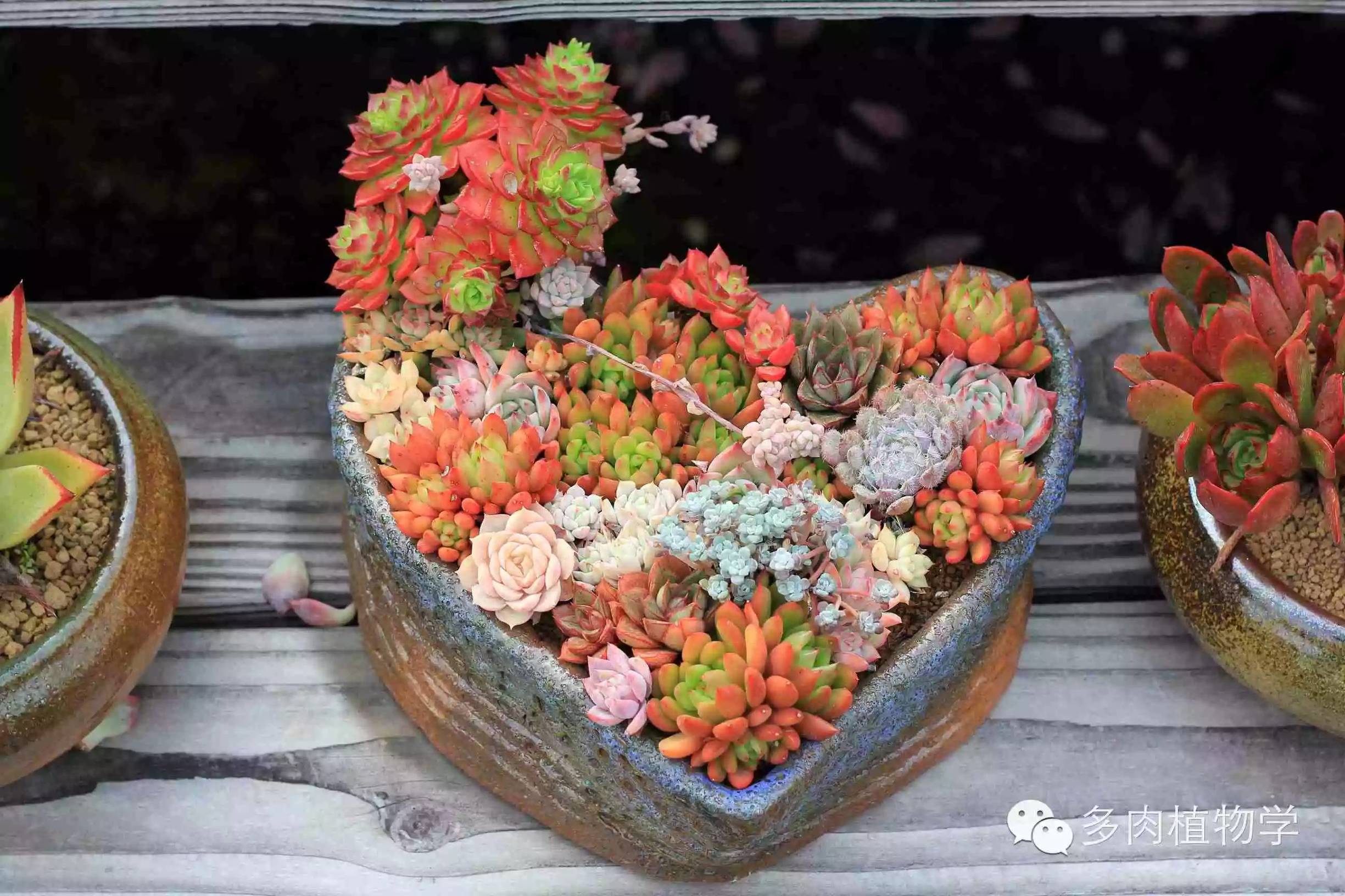 去景天韵开眼界,多肉让人浮想联翩