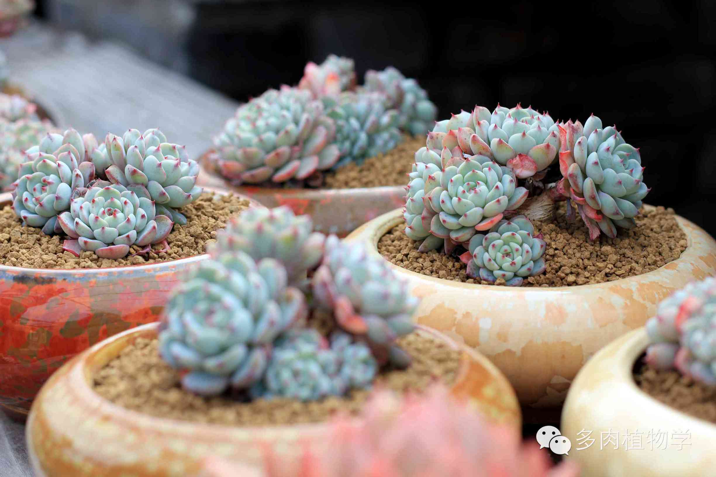 去景天韵开眼界,多肉让人浮想联翩