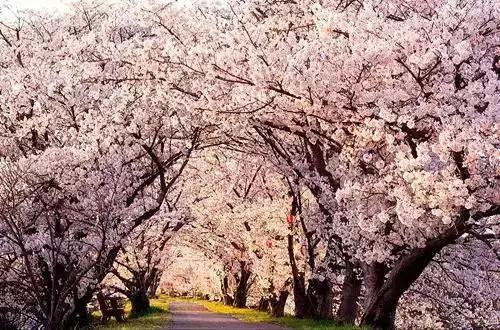 2020年日本樱花季观赏最全攻略,樱花节要来啦