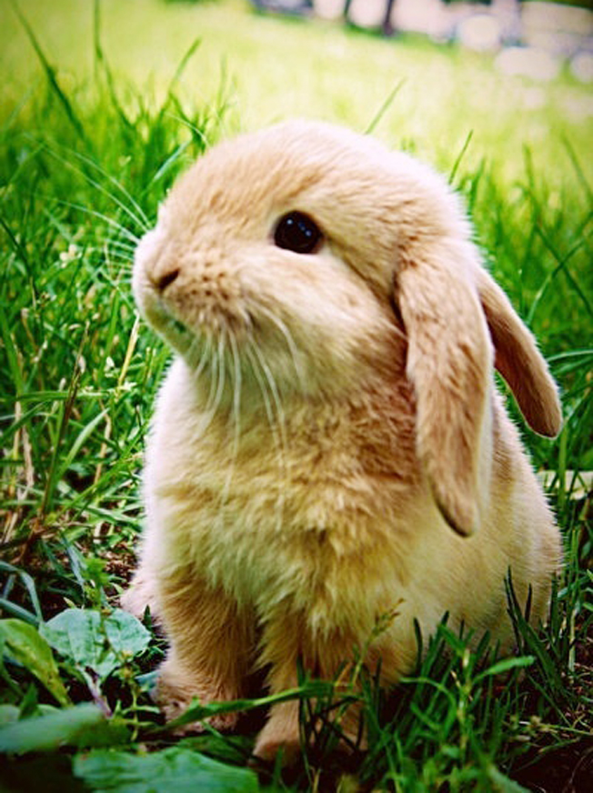 小兔子撒尿怎么解决,小兔子三天没拉怎么解决