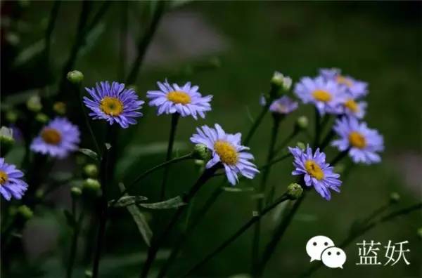 怎样才可以把玛格丽特花养好,玛格丽特花养多久爆花