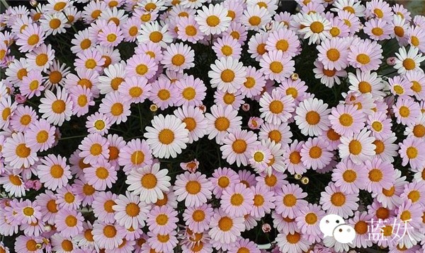 怎样才可以把玛格丽特花养好,玛格丽特花养多久爆花