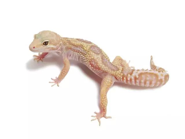 豹纹守宫的品种大全,豹纹守宫好养品种