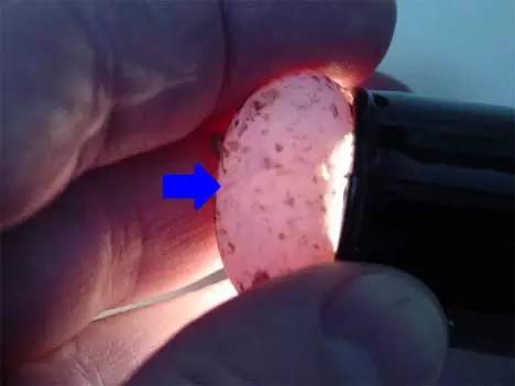 豹纹守宫的品种大全,豹纹守宫好养品种