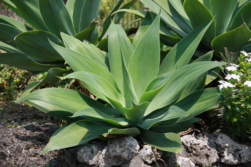 墨西哥龙舌兰喝法沉浸式体验,墨西哥龙舌兰酒纯喝