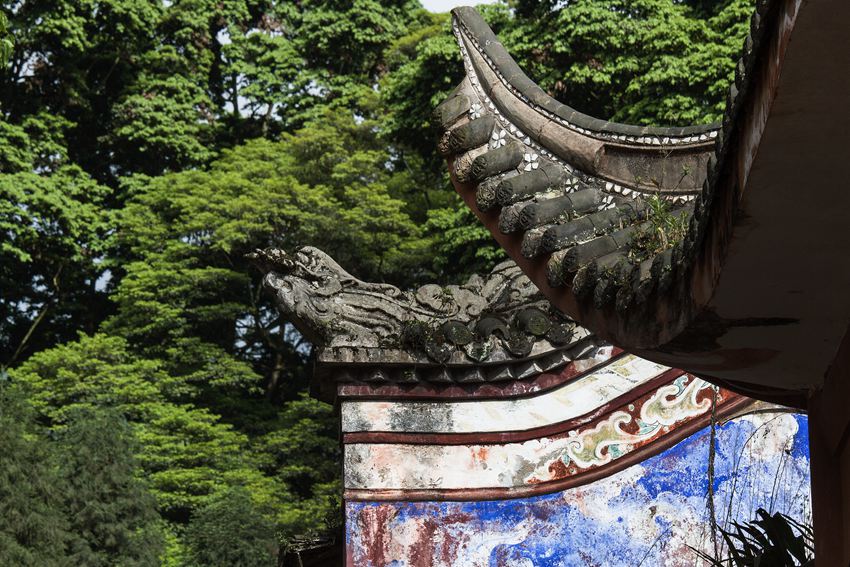 活着的国宝――荥经云峰寺内的桢楠王