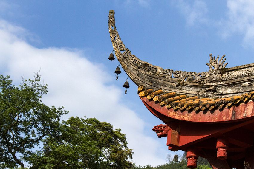 活着的国宝――荥经云峰寺内的桢楠王