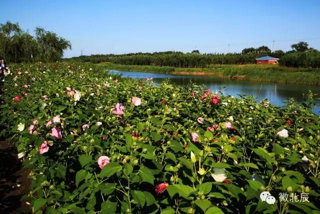 美丽天津美丽北辰,京津明珠的魅力