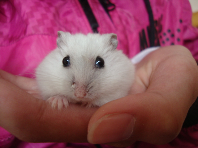 不小心把仓鼠害死了,小仓鼠吃什么对身体好