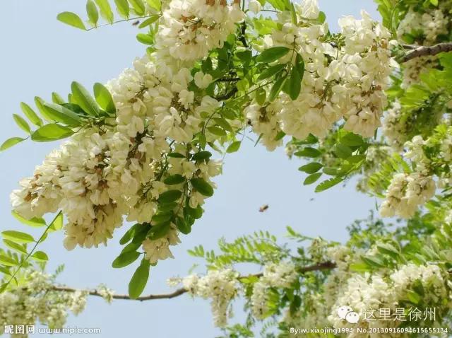 徐州春季野菜大全,徐州农村野菜
