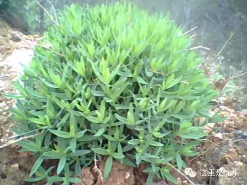 徐州春季野菜大全,徐州农村野菜