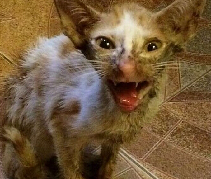 流浪小猫出车祸后,下巴严重脱臼变小怪物,直到好心人收养后!