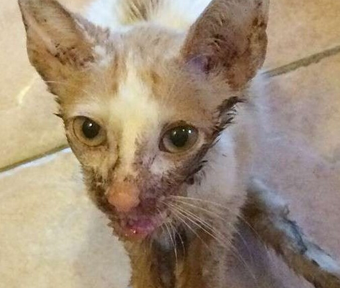 流浪小猫出车祸后,下巴严重脱臼变小怪物,直到好心人收养后!