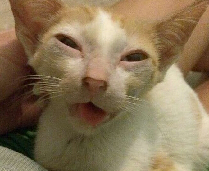 流浪小猫出车祸后,下巴严重脱臼变小怪物,直到好心人收养后!