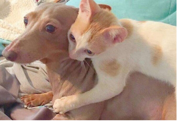 流浪小猫出车祸后,下巴严重脱臼变小怪物,直到好心人收养后!