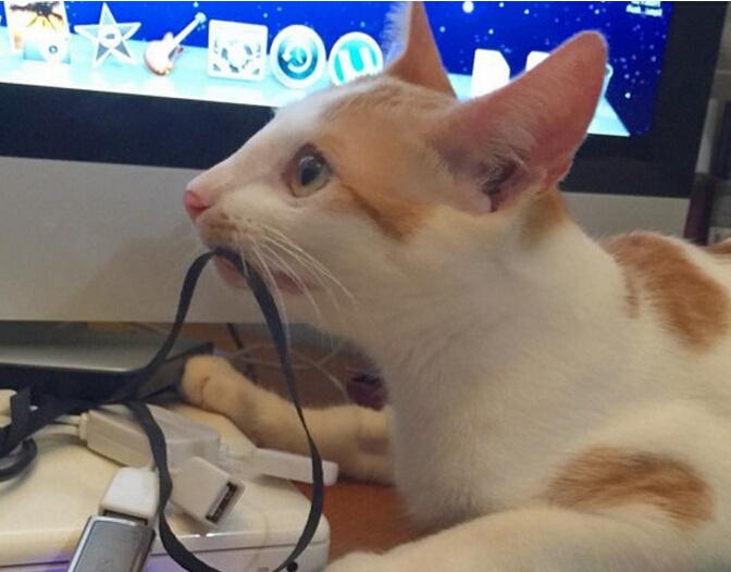 流浪小猫出车祸后,下巴严重脱臼变小怪物,直到好心人收养后!